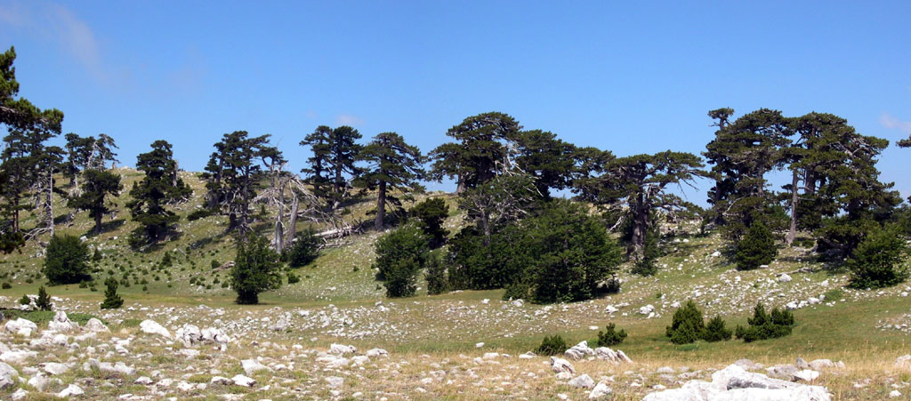 Pinus Leucodermis - PINO LORICATO